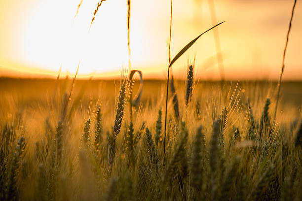 istock Golden hour summer grain field, Poland 2248195147