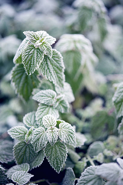 Frozen nettle leaves in early morning with frost crystals. Vertikaler winter background for seasonal natur themes. Close-up.