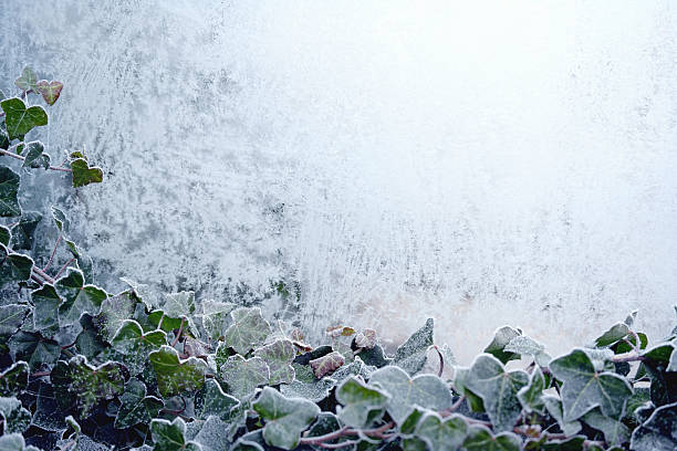 Frozen ivy on the window with ice flowers and frost crystals. Winter nature background for seasonal themes with space for text.