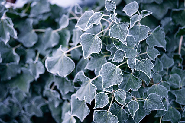 Frozen ivy on the window with ice flowers and frost crystals. Winter background for seasonal natur themes with space for text.