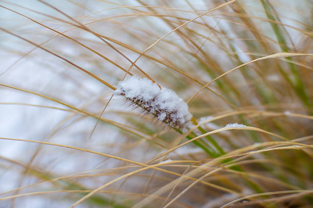Green grass blades emerging from a layer of fresh white snow, captured in a soft-focus winter close-up scene with natural light and minimal background distractions.
