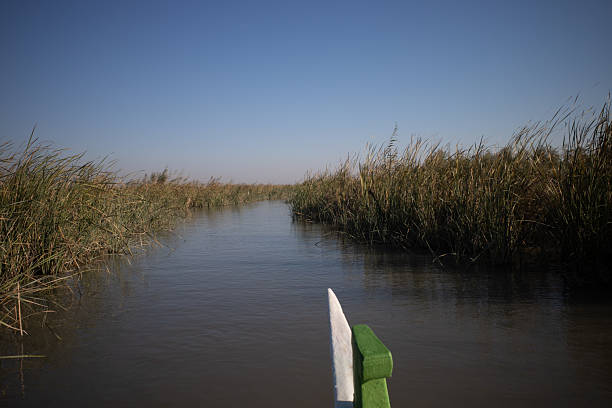 istock Dense Reed Beds and Aquatic Vegetation in the Chibayish Mars 2248195517