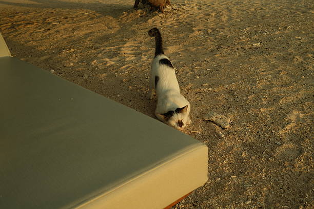 A heartwarming close-up of a small domestic cat, identifiable by its white fur and black patches, enjoying a moment of pure serenity on the sand of a typical Indonesian beach. The cat appears deeply relaxed, with its eyes gently closed and its head resting comfortably on the warm sand, suggesting complete enjoyment. This charming image captures the quiet life and unexpected presence of domestic animals in a beautiful tropical setting, highlighting themes of relaxation, animal comfort, and peaceful tropical life.