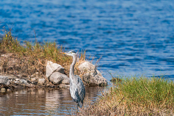 istock Great Blue Heron Looking Around The Wetlands (Ardea herodias), Florida, USA 2248197152