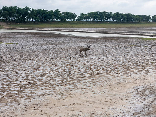 A brown deer with antlers standing near a wooden fence in grassy outdoor area, looking calm and natural.