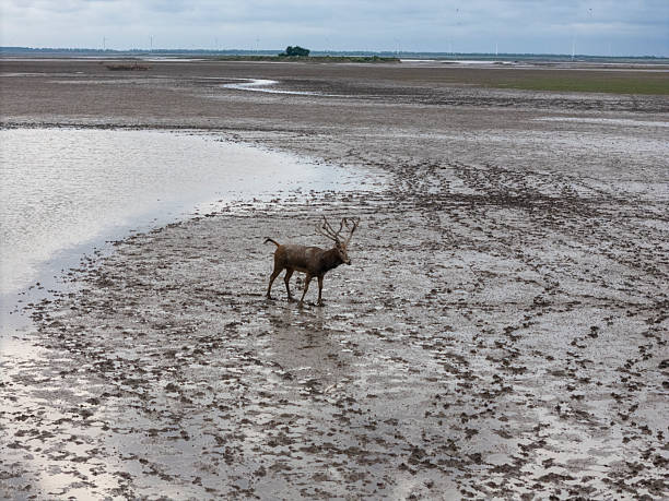 Black-Tailed deer on Vancouver Island, British Columbia
