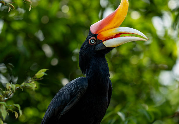 istock Female Rhinoceros Hornbill Portrait 2248197393