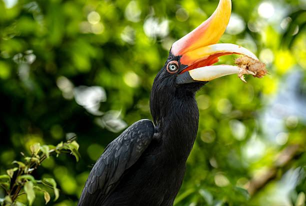 istock Rhinoceros Hornbill Feeding Close-Up 2248197408