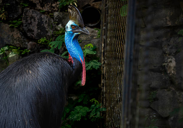 An Asian ranger is feeding Violet Turaco at petting zoo in Malaysia.
