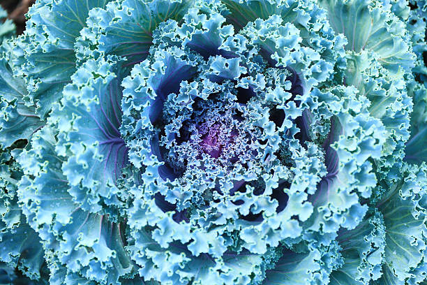 istock Close-up of cabbage in the garden 2248198135