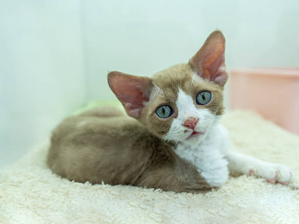 Brown white pointed eared big eyed cat