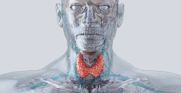 istock Thyroid gland, an essential endocrine organ, produces hormones that regulate metabolism 2248201005