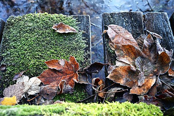 Top-down close-up of vibrant green moss growing on a wooden surface, covered by brown oak leaves dusted with hoarfrost. Highlights the intricate texture and the contrast of life and cold.