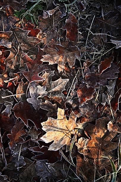 Top-down close-up of the forest floor, completely covered by a thick layer of oak leaves coated in white hoarfrost. Creates an intricate, moody winter texture background with deep shadows and cold tones