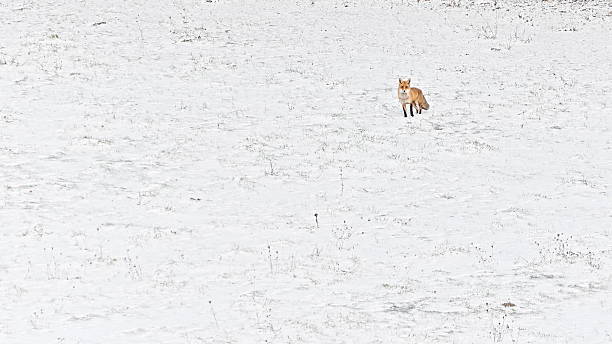 istock Red Fox (Vulpes vulpes) — adult standing in an open snowy field (common species in the Czech Republic) 2248202246