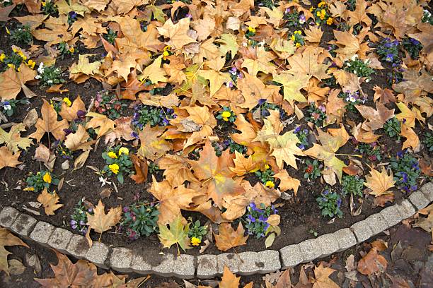 Autumn flowers placed among fallen leaves, forming a colorful natural condition background.