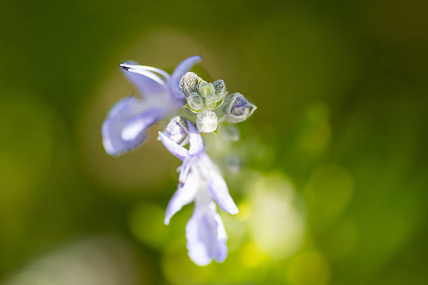 Rosemary (Salvia rosmarinus) flowers isolated on a natural background