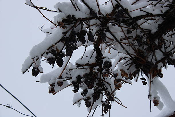 istock Snow-covered grapevines hang delicately from bare branches in a quiet winter landscape 2248203923