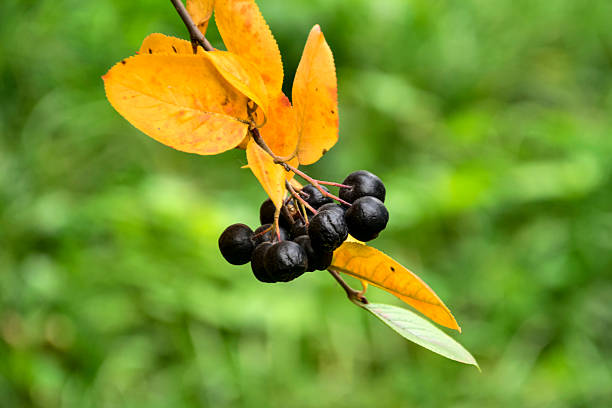 Black chokeberry berries and leaves in autumn