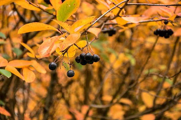Black chokeberry berries and leaves in autumn
