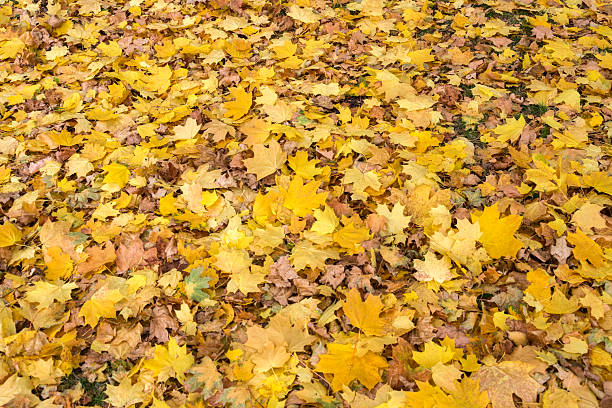 istock Fallen autumn leaves on green grass 2248203990