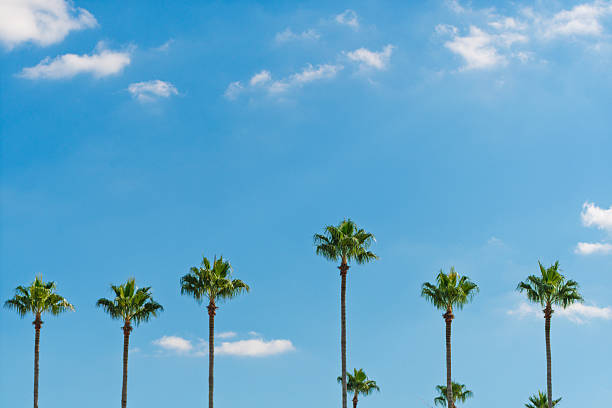 Tall palm trees rise against a bright blue sky with scattered clouds, creating a relaxed tropical mood.