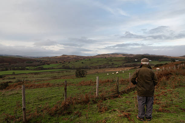 istock Senior farmer looking at sheep in a field 2248205751