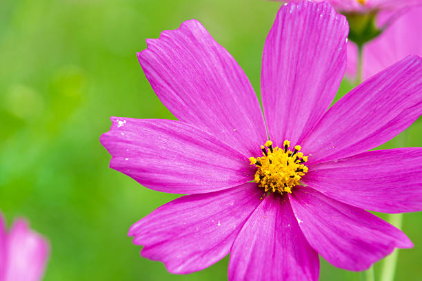 A vibrant pink cosmos flower in full bloom, showcasing its delicate petals and bright yellow center.