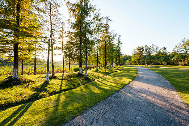 road in park