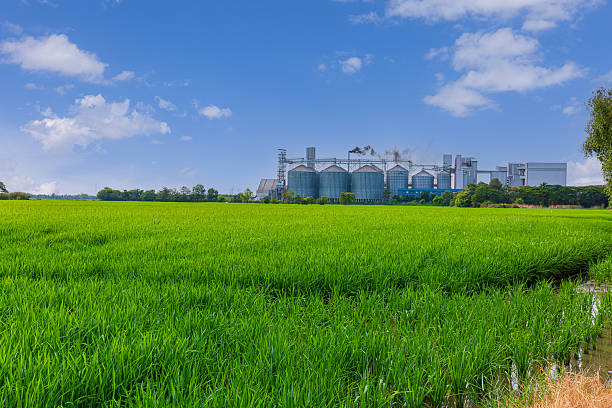 istock Industrial factories surrounded by green rice fields,Industrial plants and fields,Industrial plants and green fields,Agricultural industry, modern factory on green area with steel elevator, industrial building and barn under blue sky. 2248211404