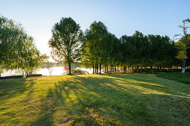 The lawn in the city park