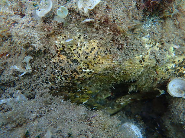 istock Brown boring sponge (Cliona schmidtii) undersea, Ligurian Sea 2248212319