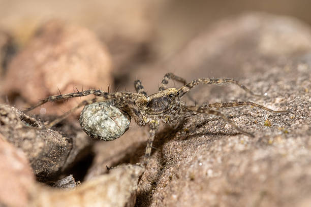 istock Hersilia striata Spider on the ground in the forest. 2248213839