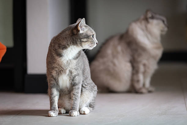 Domestic cats are sitting on floor in living room at home.