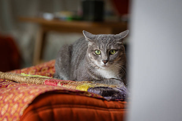 istock Lazy domestic cat is resting in living room. 2248214068