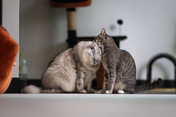Domestic cats are sitting on floor in living room at home.