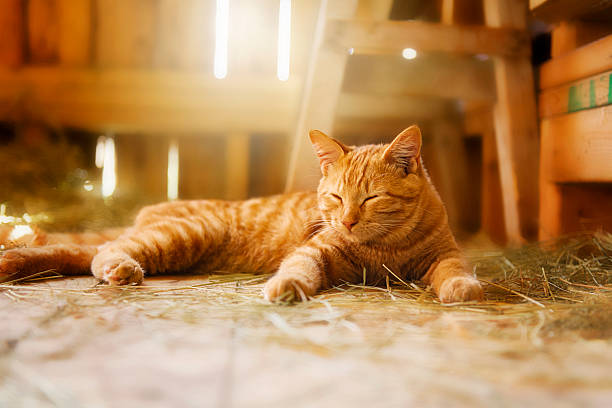 A rustic ginger cat on a wooden roof