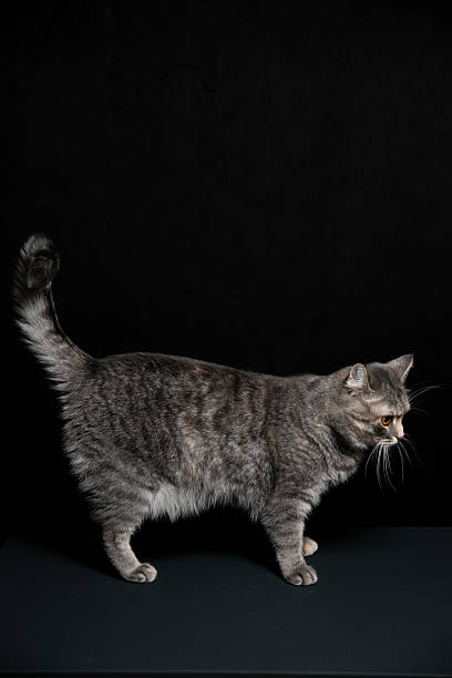 istock A cat poses for a photo shoot. 2248215582