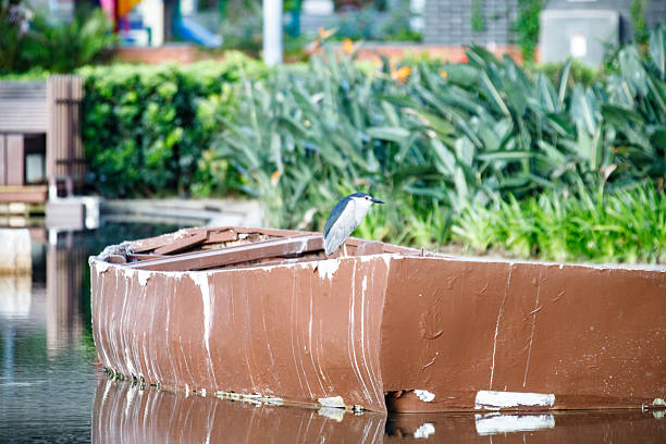 Hong Kong Wildlife