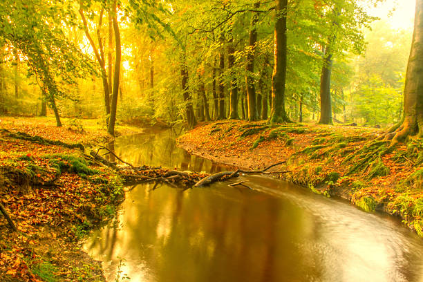 Slow flowing creek in a bright green forest during an early fall morning in the Leuvenumse Forest in the Veluwe nature reserve.