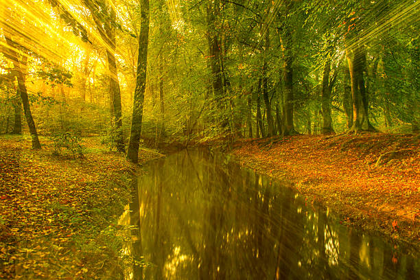 Slow flowing creek in a bright green forest during an early fall morning in the Leuvenumse Forest in the Veluwe nature reserve. Zoom effect photo.