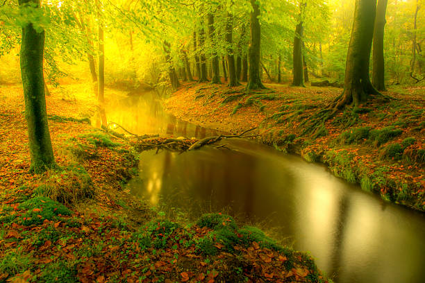 istock Creek in a bright green forest during an early fall morning 2248216653
