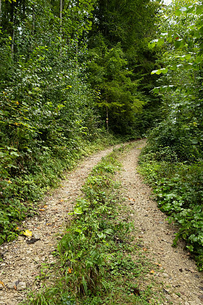 Deciduous forest, fresh green foliage, greenwood, path in the forest.