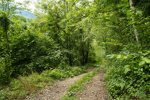 Deciduous forest, fresh green foliage, greenwood, path in the forest.