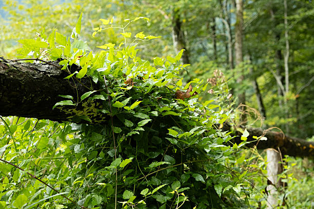 Summer Ivy in the Green Forest Close-Up.