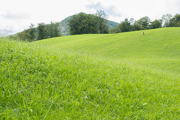 Vibrant Green Pasture with Forested Mountains in the Background.