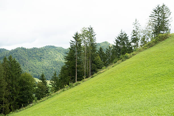 Green deciduous summer forest and green lawn