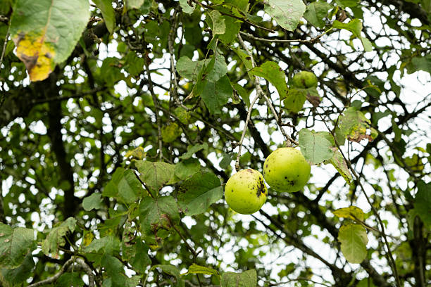 Organic Green Pears on a Tree with Lush Leaves.