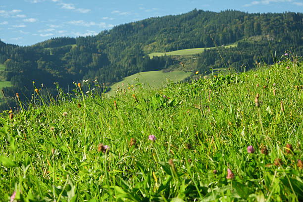 Green alpine meadow, fresh grass and flowers in summer