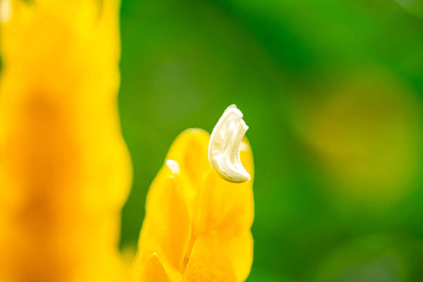 Natural texture and leaves of the Amazon rainforest